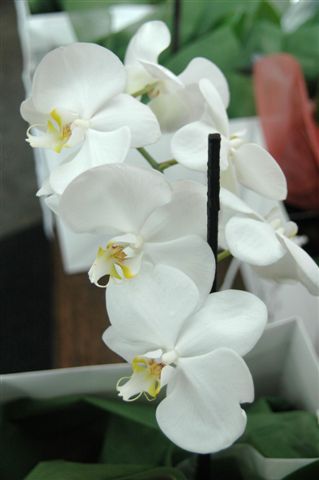 White orchid